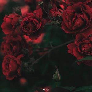 Meet your Posher, Syeda